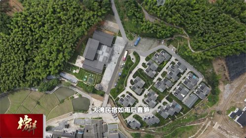 綠色大灣村 紅色旅游與茶香迎客，繪就特色發(fā)展新畫(huà)卷